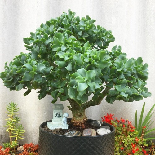 Ripple wavy jade - wavy, plant